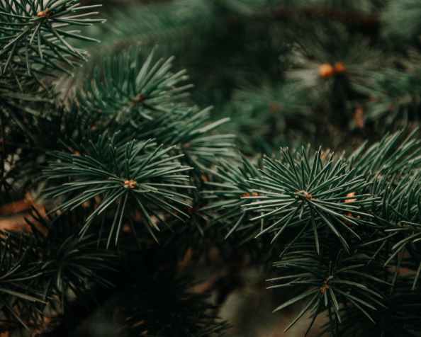 Unterkiefer Oberkiefer